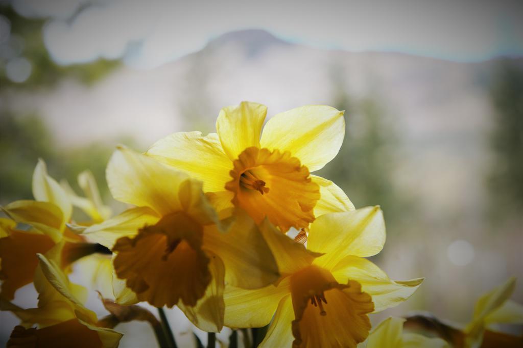 Airlie House Self Catering Villa Strathyre Esterno foto